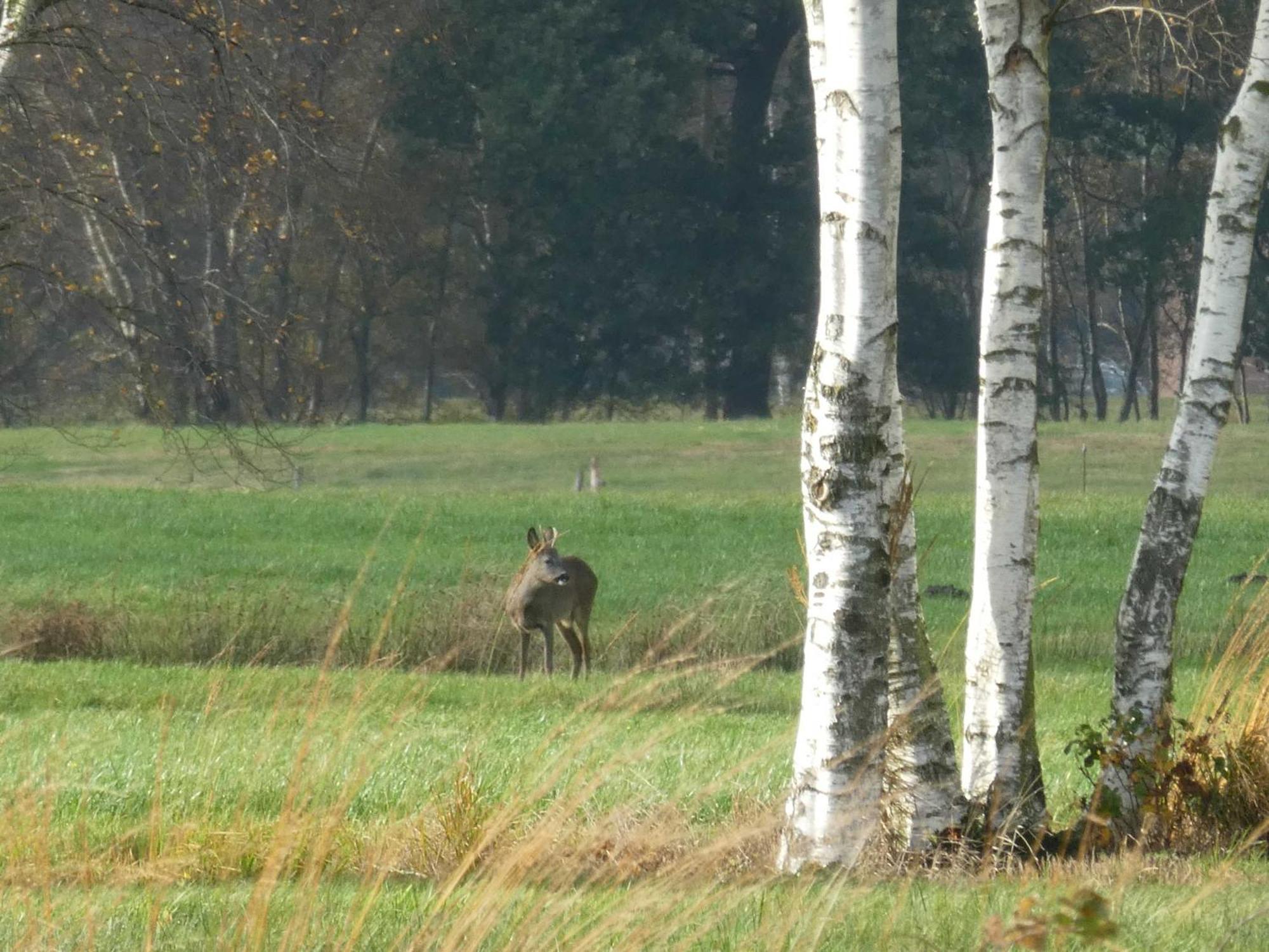 Herzfeldhof Worpswede Zewnętrze zdjęcie